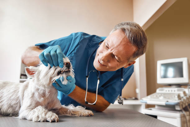 Best Chipped Tooth Repair Near Me  in Golden Glades, FL
